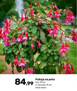 Bricomarche Fuksja na pniu oferta