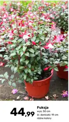 Bricomarche Fuksja oferta