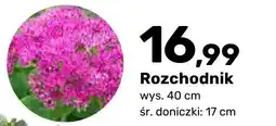 Bricomarche Rozchodnik oferta