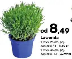 Bricomarche Lawenda oferta