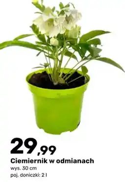 Bricomarche Ciemiernik w odmianach oferta