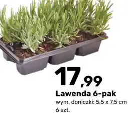 Bricomarche Lawenda 6-pak oferta