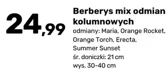Berberys mix odmian kolumnowych