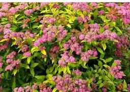 Bricomarche Tawuła japońska oferta