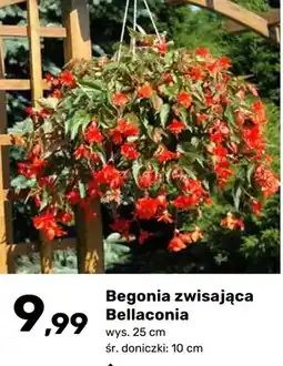 Bricomarche Begonia zwisająca Bellaconia oferta