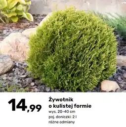 Bricomarche Żywotnik o kulistej formie oferta