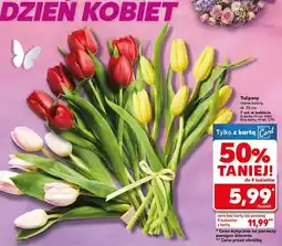 Kaufland Tulipany różne kolory oferta