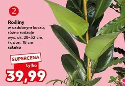 Kaufland Rośliny w ozdobnym koszu różne rodzaje oferta