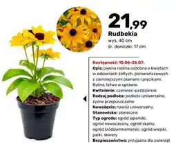 Bricomarche Rudbekia oferta