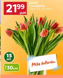 Stokrotka Market Bukiet tulipanów oferta