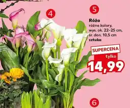 Kaufland Cebule kwiatowe w szklanym cylindrze oferta