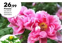 Bricomarche Piwonia oferta