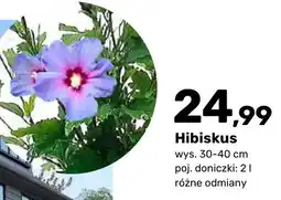 Bricomarche Hibiskus oferta