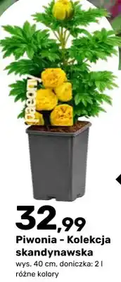 Bricomarche Piwonia - Kolekcja skandynawska oferta