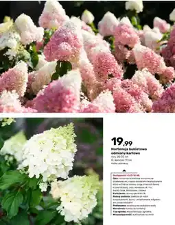 Bricomarche Hortensja bukietowa odmiany karłowe oferta