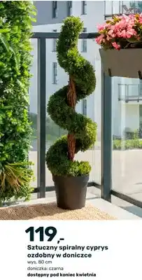Bricomarche Sztuczny spiralny cyprys ozdobny w doniczce oferta
