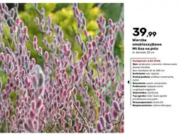 Bricomarche Wierzba smukłoszyjkowa Mt Aso na pniu oferta