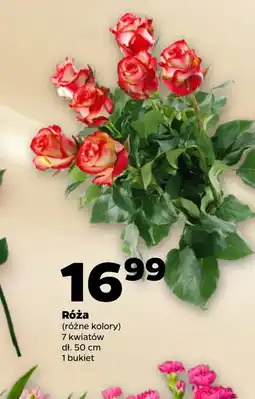 Netto Bukiet róż oferta