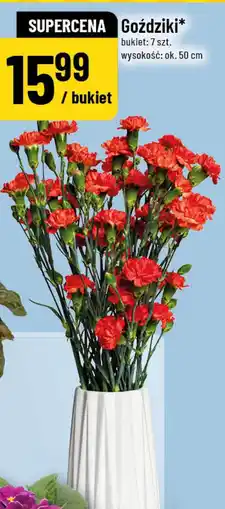 Polomarket Goździki oferta