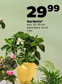 Netto Gardenia oferta