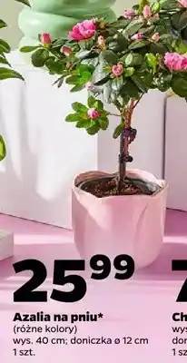 Netto Azalia na pniu (różne kolory) oferta