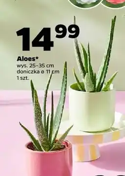 Netto Aloes oferta