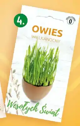 Polomarket Owies wielkanocny, Vilmorin Garden oferta