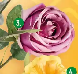 Polomarket Kwiat piwonii oferta