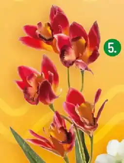 Polomarket Gałązka storczyka Projektdecor oferta