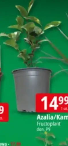 E.Leclerc Azalia/Kamelia Fructoplant don. P9 oferta