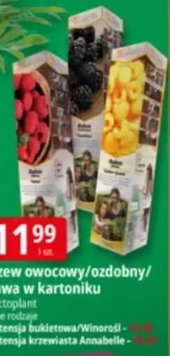 E.Leclerc Krzew owocowy/ozdobny/trawa w kartoniku oferta