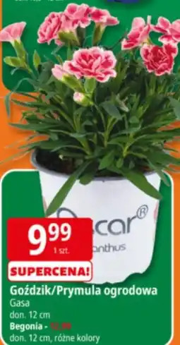 E.Leclerc Goździk/Prymula ogrodowa oferta