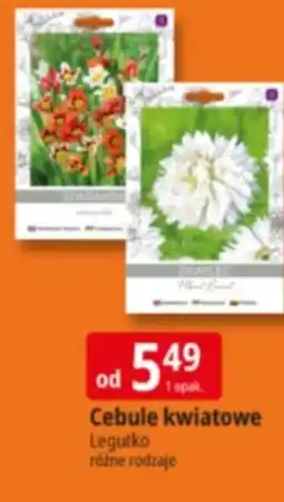 E.Leclerc Cebule kwiatowe oferta