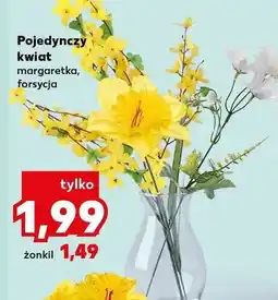 Kaufland Pojedynczy kwiat żonkil oferta