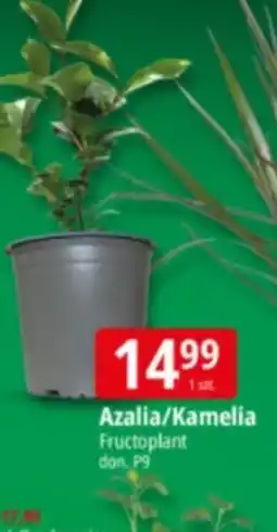 E.Leclerc Azalia Fructoplant oferta