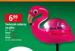 E.Leclerc Motyl na piku 62 cm oferta