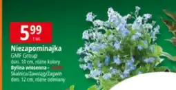 E.Leclerc Bylina wiosenna żagwin 12 cm Gmf Group oferta