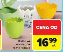 Carrefour Osłonka wiosenna różne rodzaje oferta
