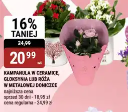 bi1 Kampanula, Gloksynia lub Róża oferta