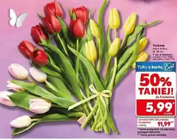Kaufland Tulipany różne kolory, dł. 35 cm, 7 szt. w bukiecie oferta