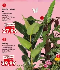 Kaufland Roślina zielona XL (dracena, fikus, szeflera) oferta