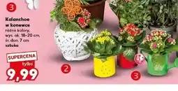 Kaufland Kalanchoe w konewce (różne kolory) oferta
