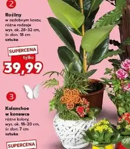 Kaufland Rośliny w ozdobnym koszu (różne rodzaje) oferta