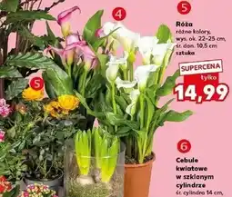 Kaufland Róża (różne kolory) oferta