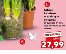 Kaufland Cebule kwiatowe w szklanym cylindrze oferta