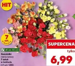 Kaufland Goździki różne kolory 7 sztuk w bukiecie oferta