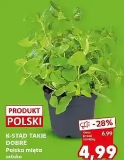 Kaufland K-STĄD TAKIE DOBRE Polska mięta sztuka oferta