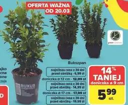 Carrefour Bukszpan sempervirens oferta