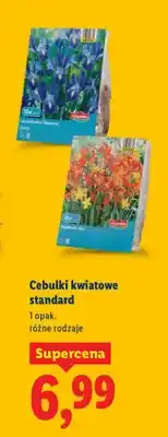 Lidl Cebulki kwiatowe standard oferta