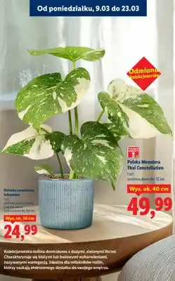 Lidl Polska Monstera Thai Constellation oferta